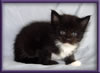 Black and White Female Maine Coon